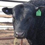 HEAD 166W HERD BULL