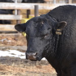 HEAD 9052W HERD BULL