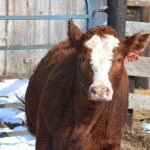 head 139A heifer commerical simmental