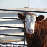 head 63a heifer commericalJPG